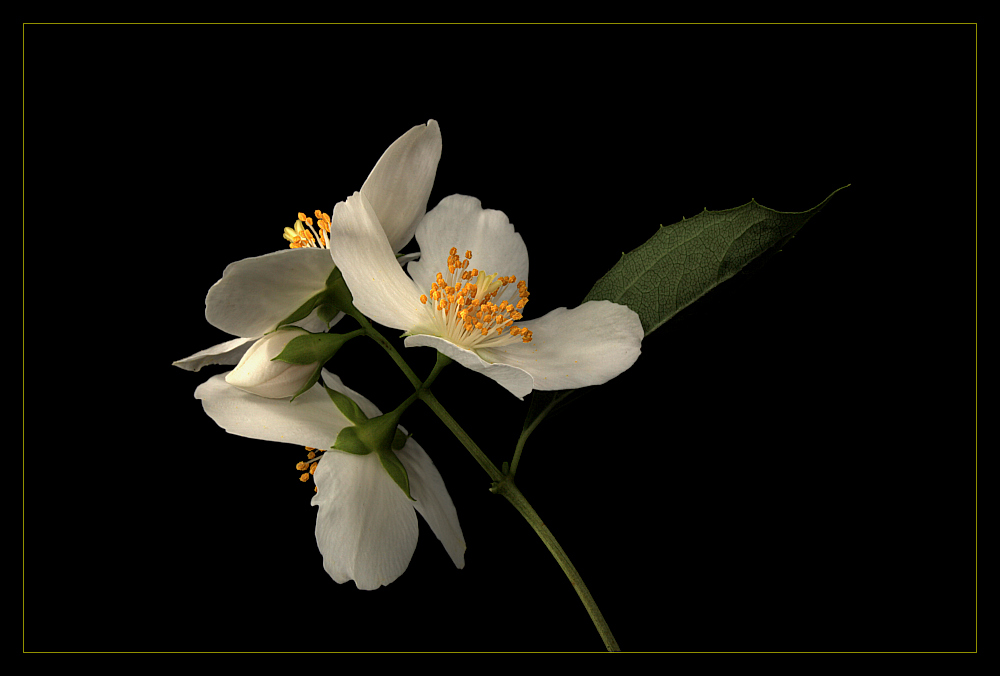 photo "Jasmin" tags: nature, flowers