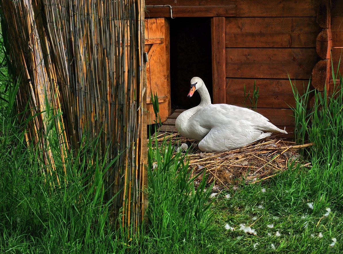 photo "***" tags: nature, pets/farm animals