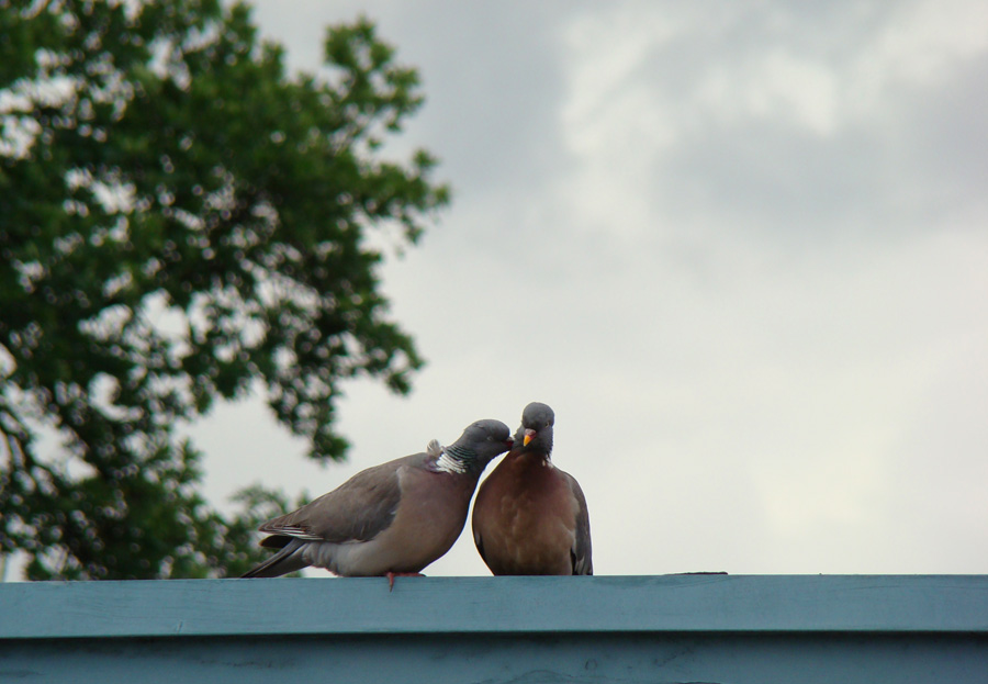 photo "***" tags: , 