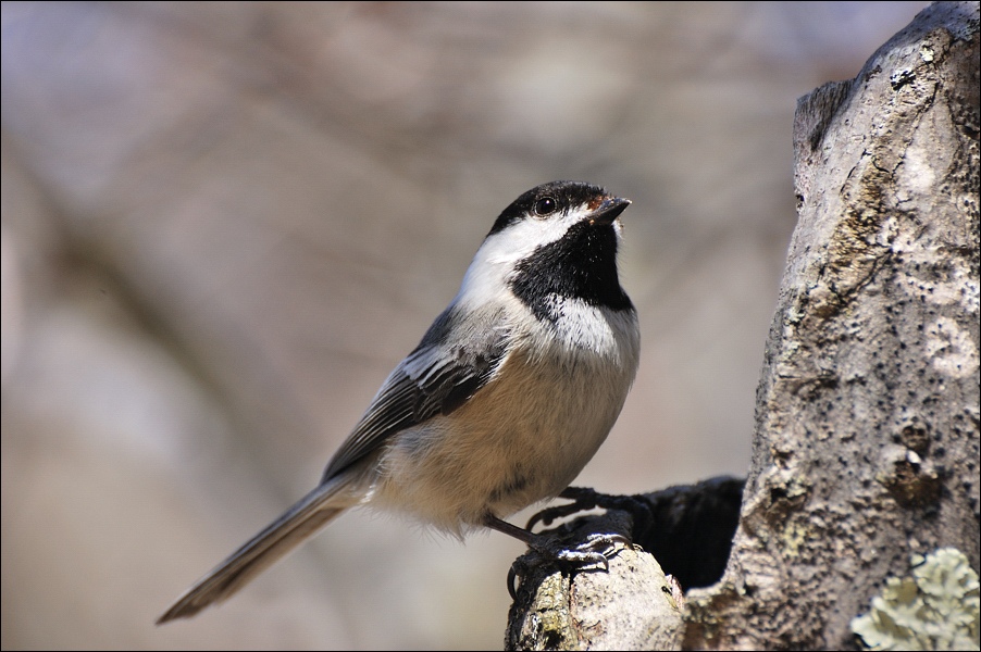 photo "Chickadee" tags: nature, wild animals