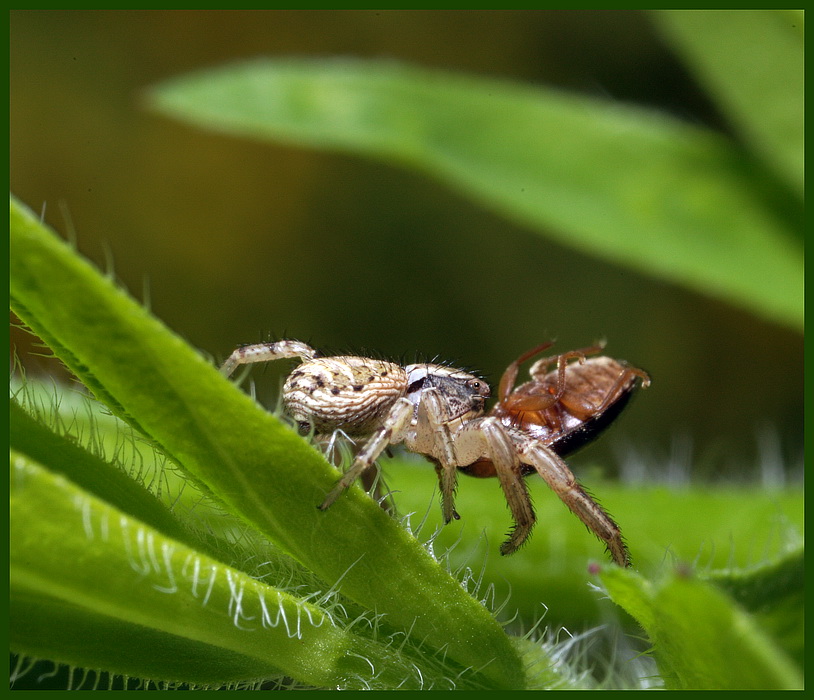 фото "Araneae No.4" метки: макро и крупный план, 
