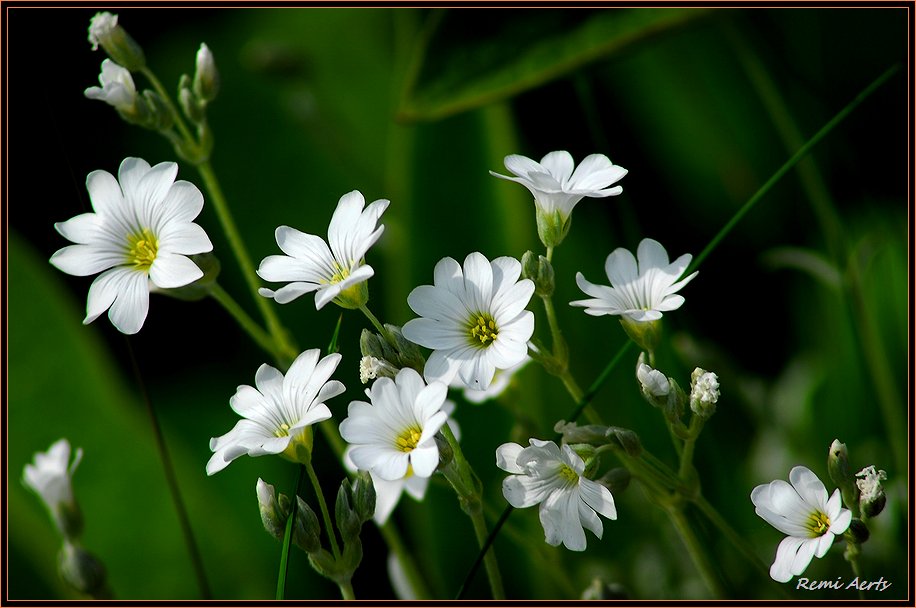photo "little white" tags: nature, flowers