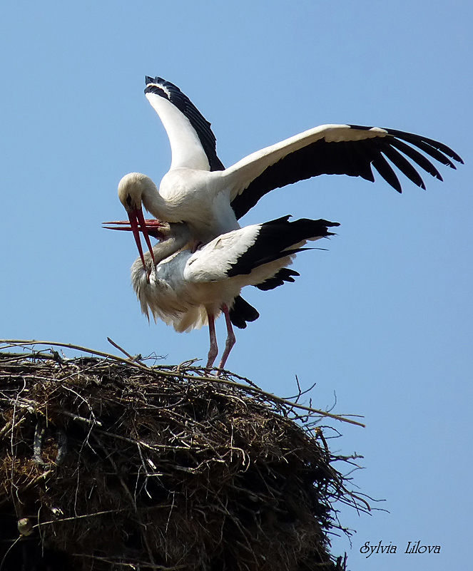 photo "***" tags: nature, wild animals