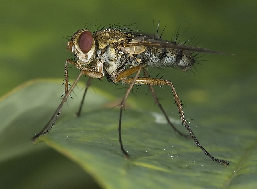 photo "fly" tags: nature, macro and close-up, insect