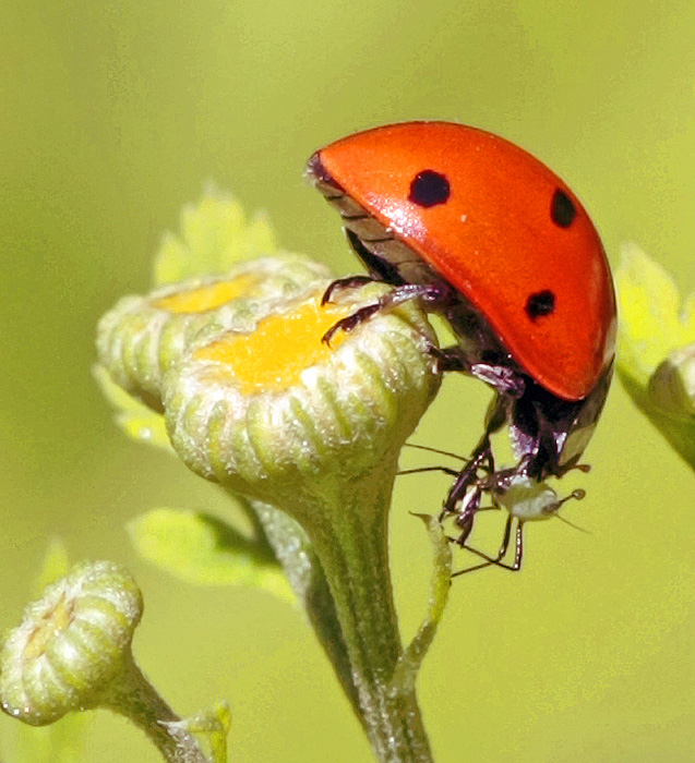 photo "Gourmet" tags: nature, insect