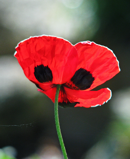 photo "Poppy" tags: nature, flowers