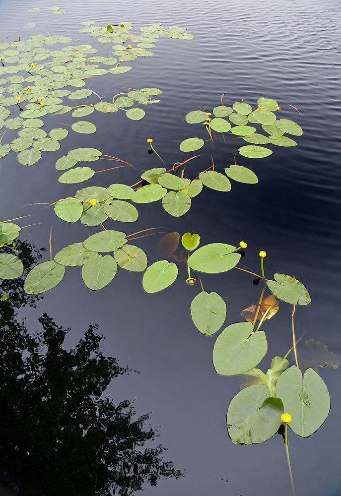 photo "pure waters" tags: landscape, fragment, water