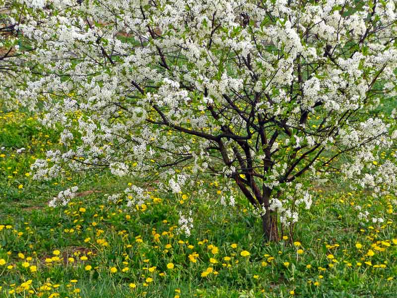 фото "Весеннее цветение" метки: природа, 