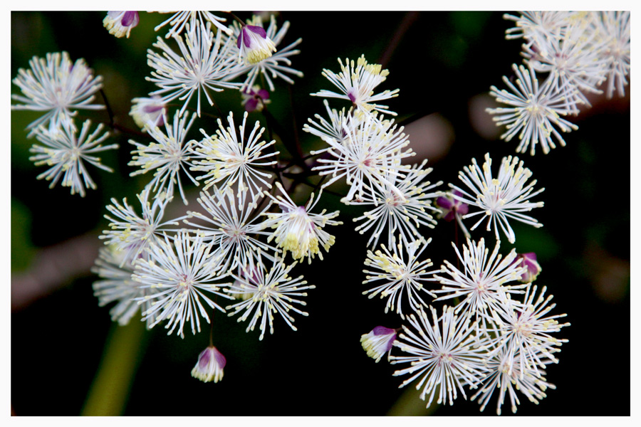 photo "***" tags: nature, flowers