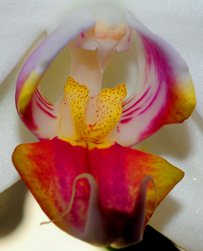 photo "Orchid Macro" tags: nature, flowers