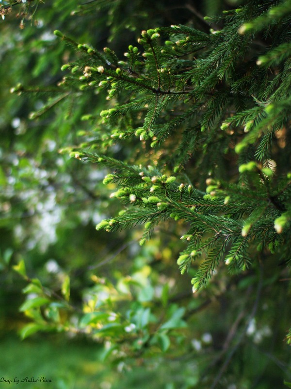 photo "***" tags: nature, landscape, flowers, forest