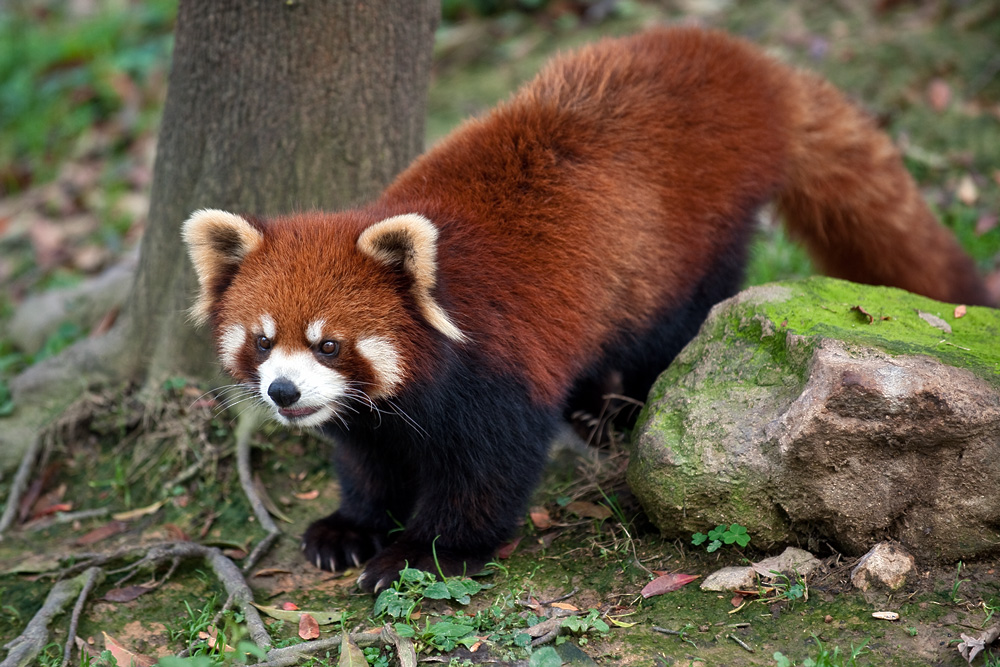 photo "Red panda" tags: nature, wild animals
