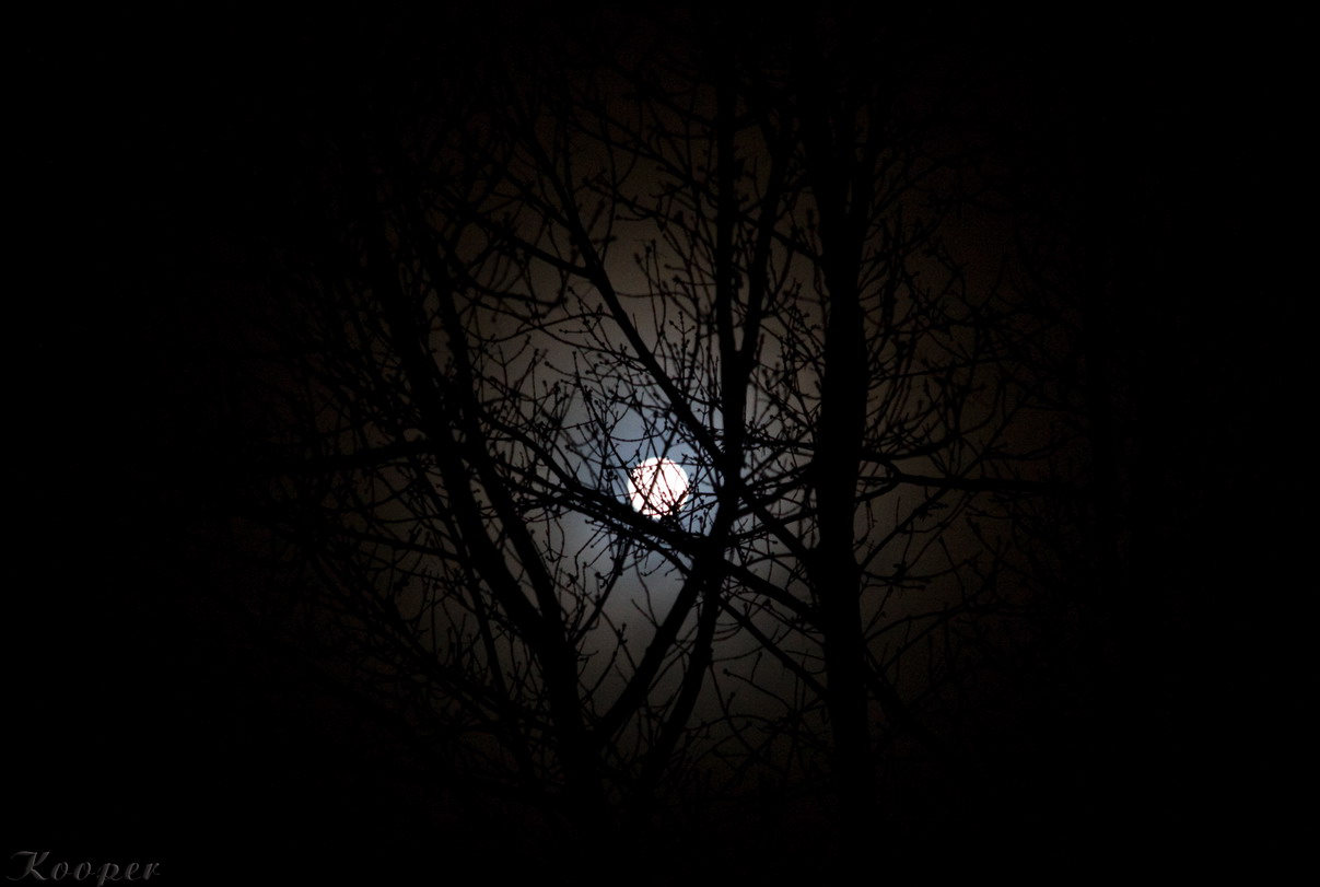 фото "Зловещая луна" метки: пейзаж, фрагмент, ночь