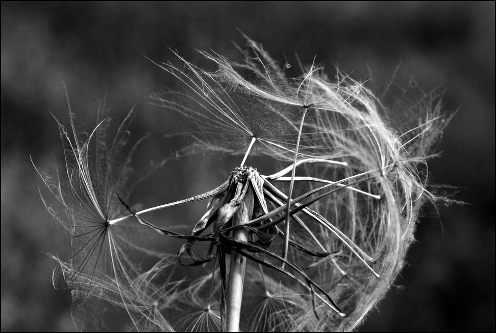 photo "dandelion" tags: nature, black&white, flowers
