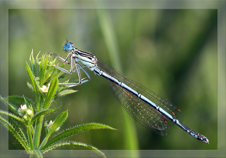 photo "макро,стрекоза,насекомые" tags: macro and close-up, nature, insect