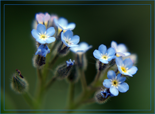 photo "макро,цветы" tags: macro and close-up, nature, flowers