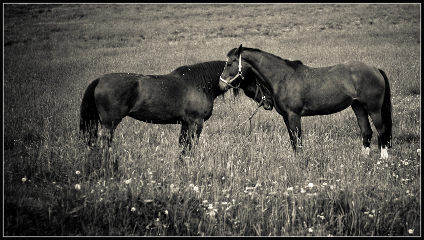 photo "***" tags: black&white, nature, 