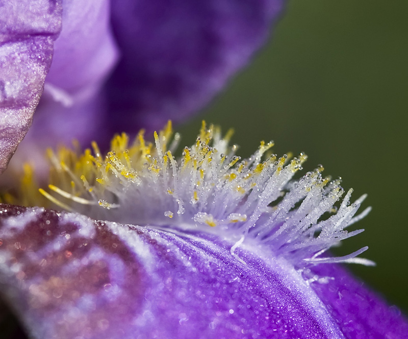 photo "***" tags: macro and close-up, nature, flowers