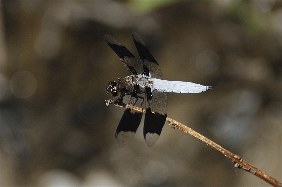 photo "dragonfly" tags: nature, insect
