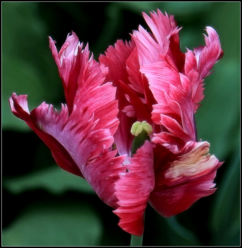 photo "Tulip" tags: , 