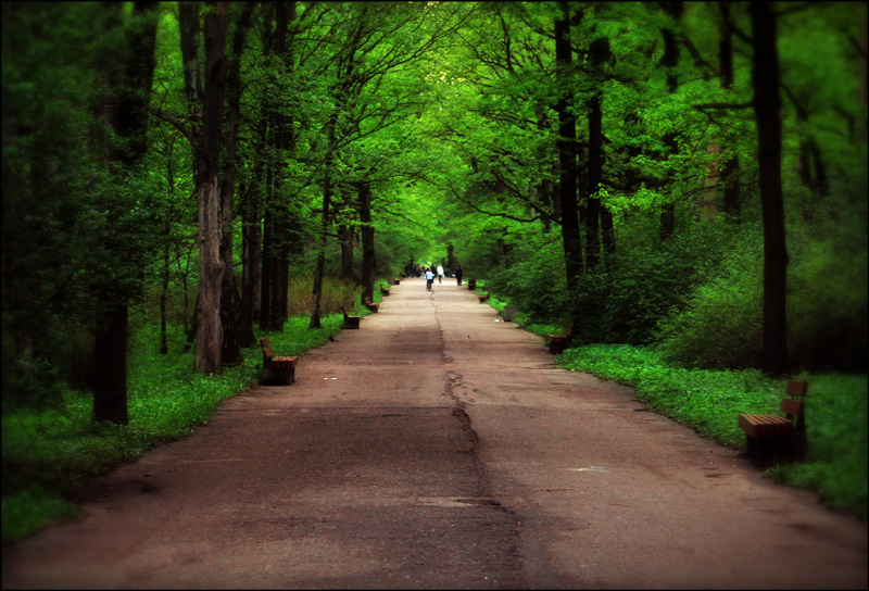 photo "***" tags: landscape, nature, forest