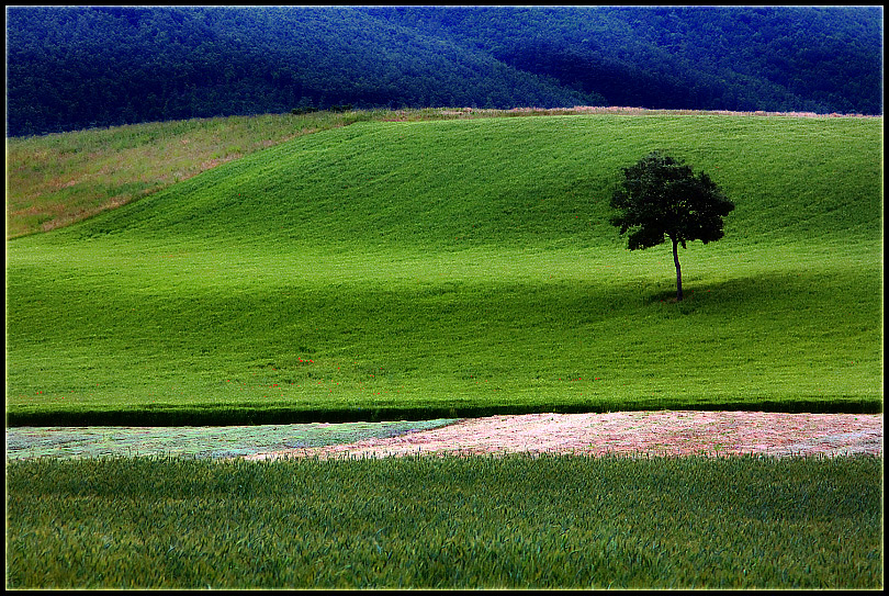 photo "Green" tags: landscape, summer