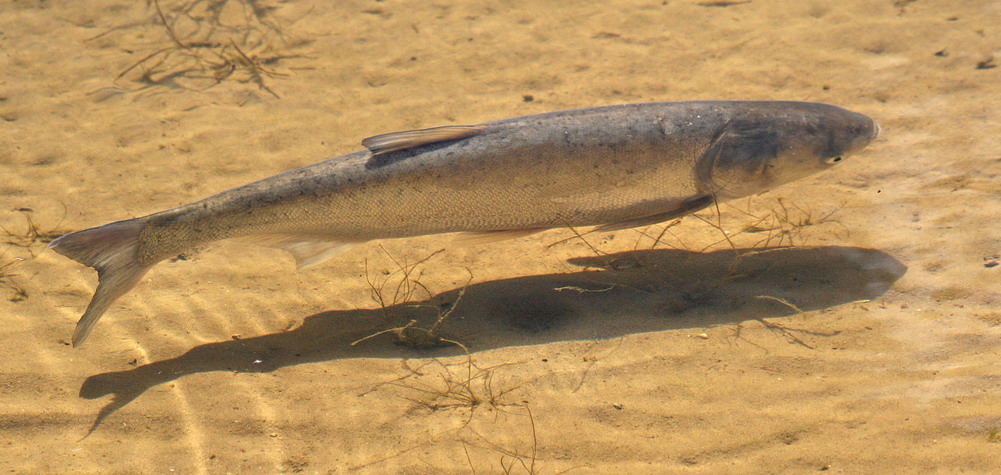 photo "***" tags: underwater, 