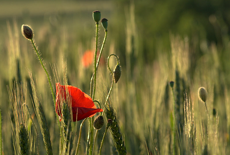 photo "***" tags: nature, flowers