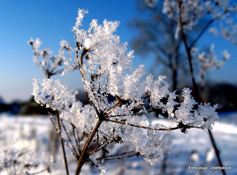 photo "снег,зима,природа,снежинки,мороз" tags: nature, landscape, winter