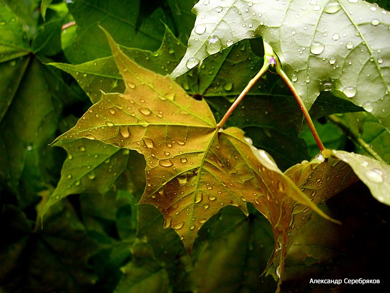 photo "осень,природа,капли,дождь,листья" tags: nature, fragment, 