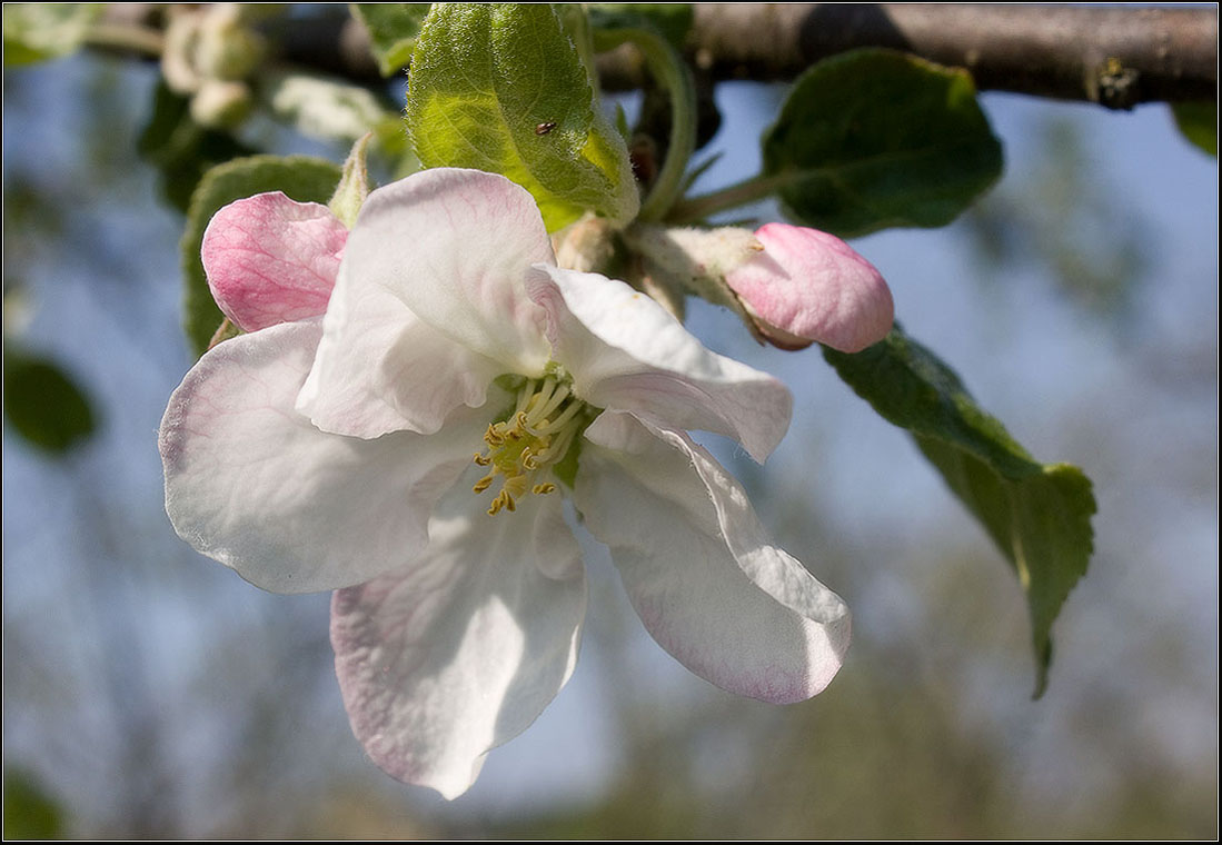 фото "Любуясь яблоневым цветом" метки: природа, цветы