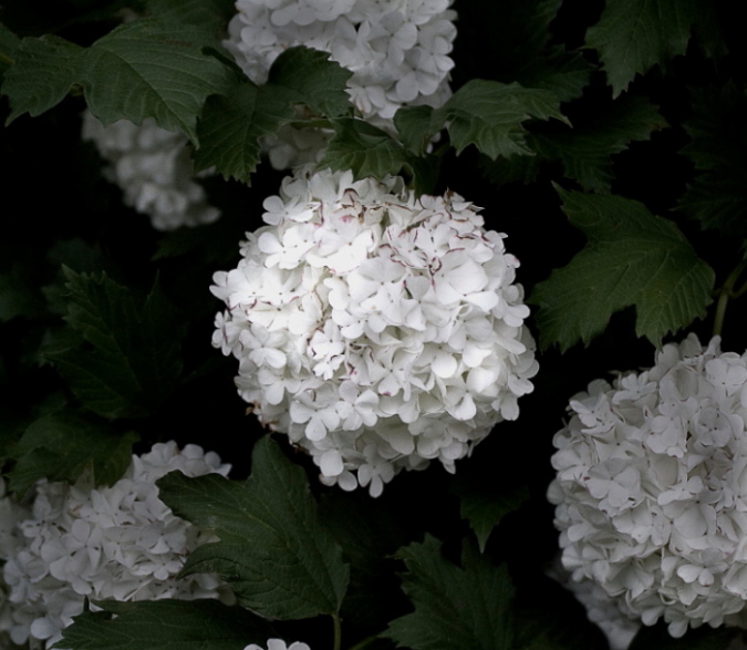 photo "White Blossom" tags: nature, flowers