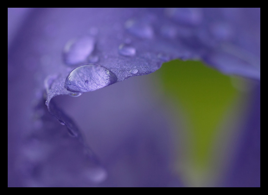 photo "***" tags: macro and close-up, nature, flowers