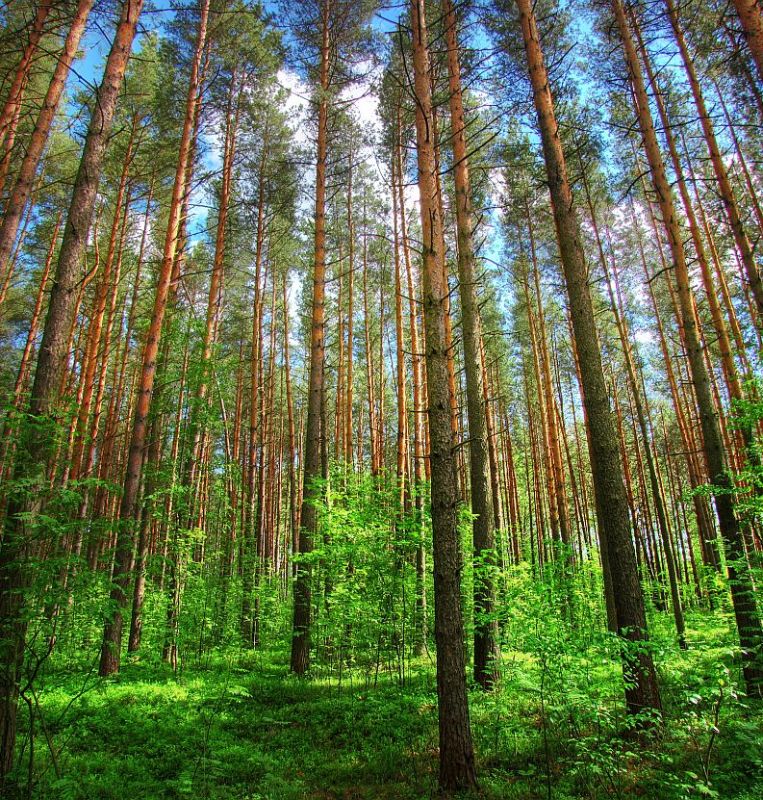 photo "Pine Forest" tags: , 