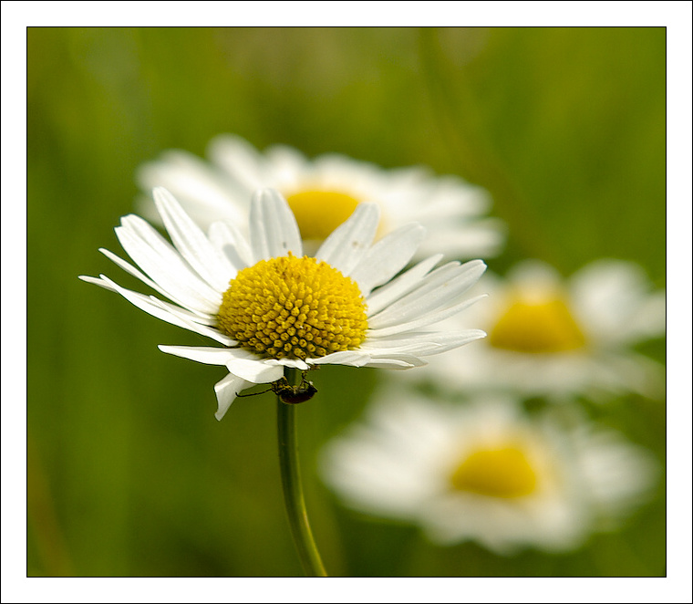 photo "***" tags: nature, flowers