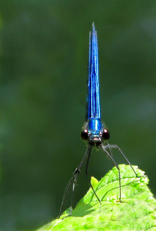 photo "***" tags: macro and close-up, nature, insect