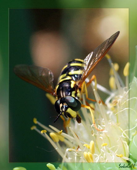 photo "макро,насекомые" tags: macro and close-up, nature, insect