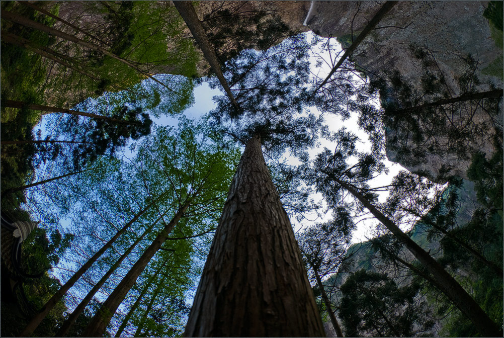 photo "Dizziness" tags: landscape, forest, mountains