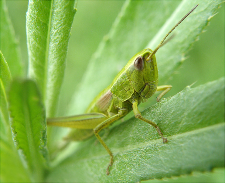 photo "Green" tags: nature, macro and close-up, insect