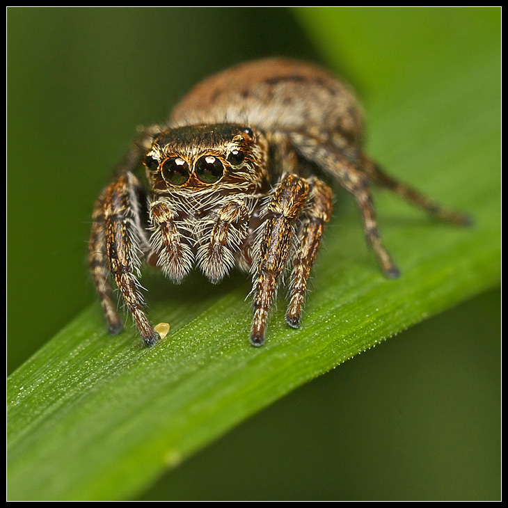 photo "***" tags: macro and close-up, nature, insect