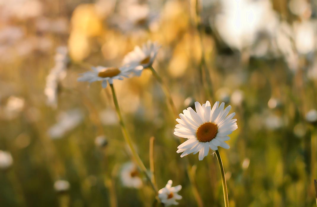 photo "***" tags: nature, flowers