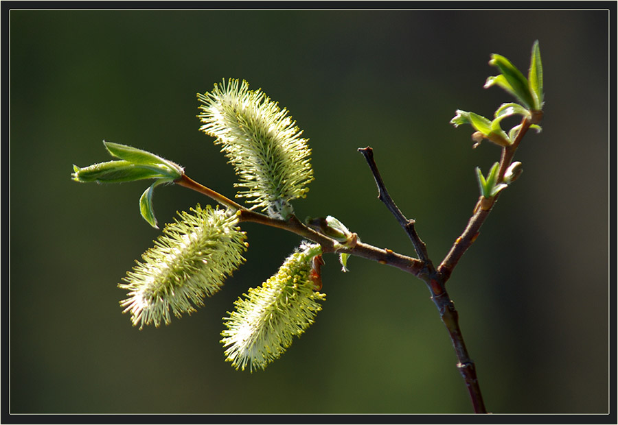 photo "***" tags: nature, flowers