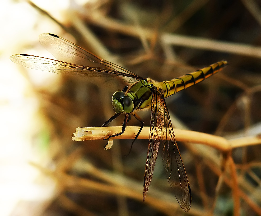 photo "***" tags: nature, insect