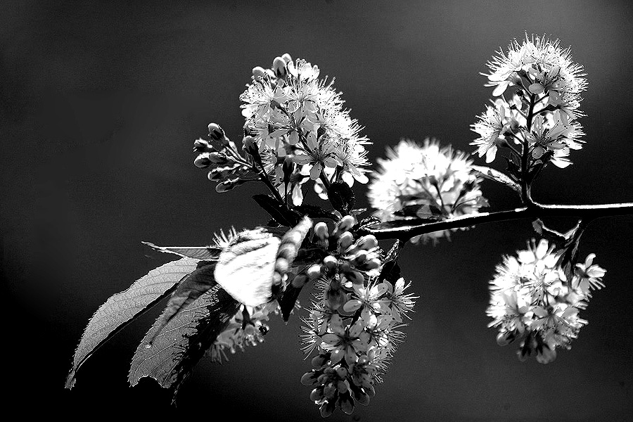 photo "***" tags: nature, black&white, flowers