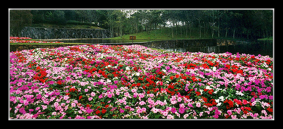 photo "Colorful garden" tags: landscape, nature, flowers, spring