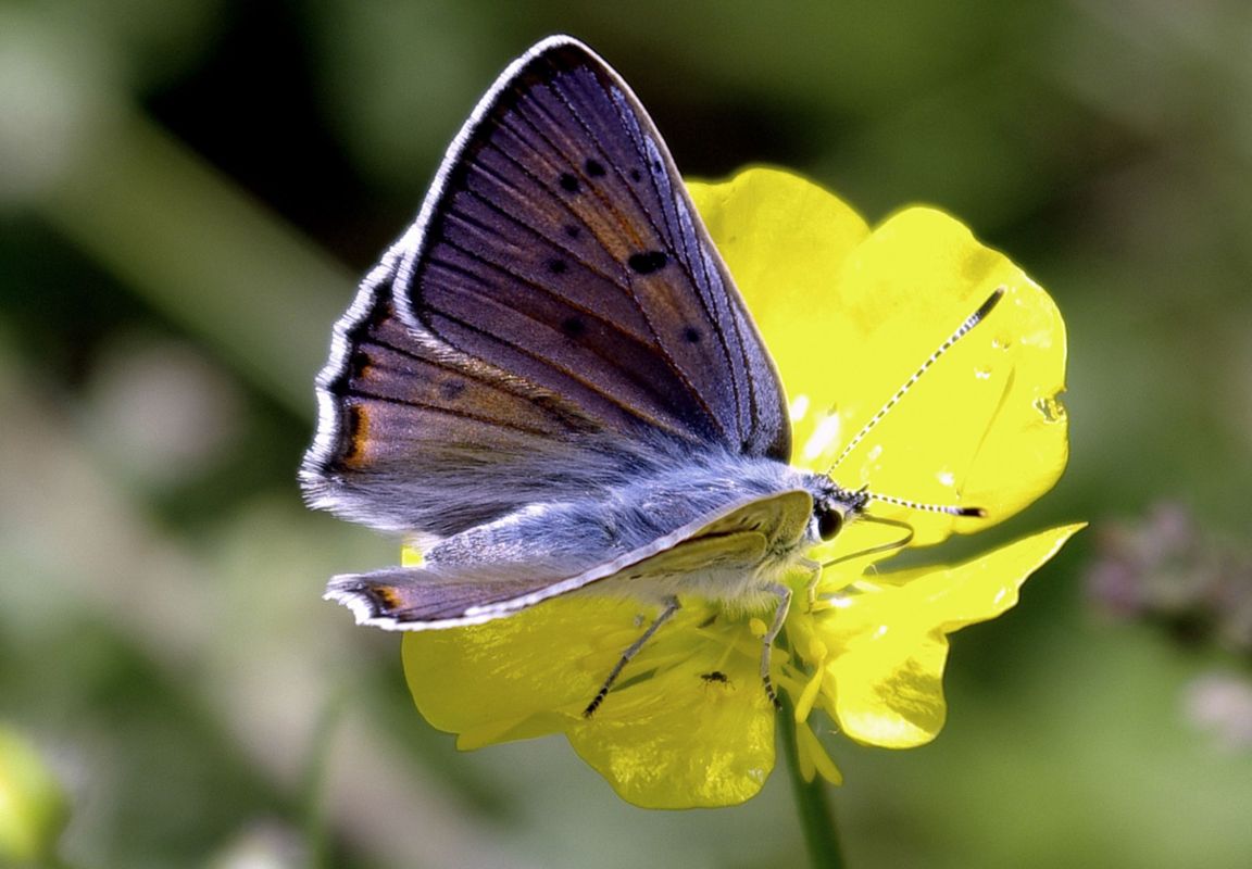 photo "***" tags: nature, insect