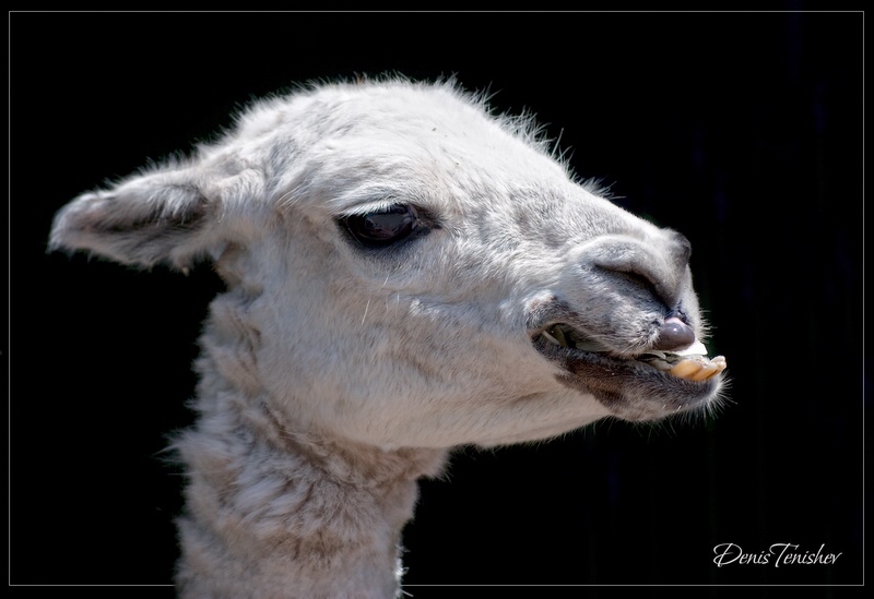 фото "Portrait Lama" метки: природа, дикие животные