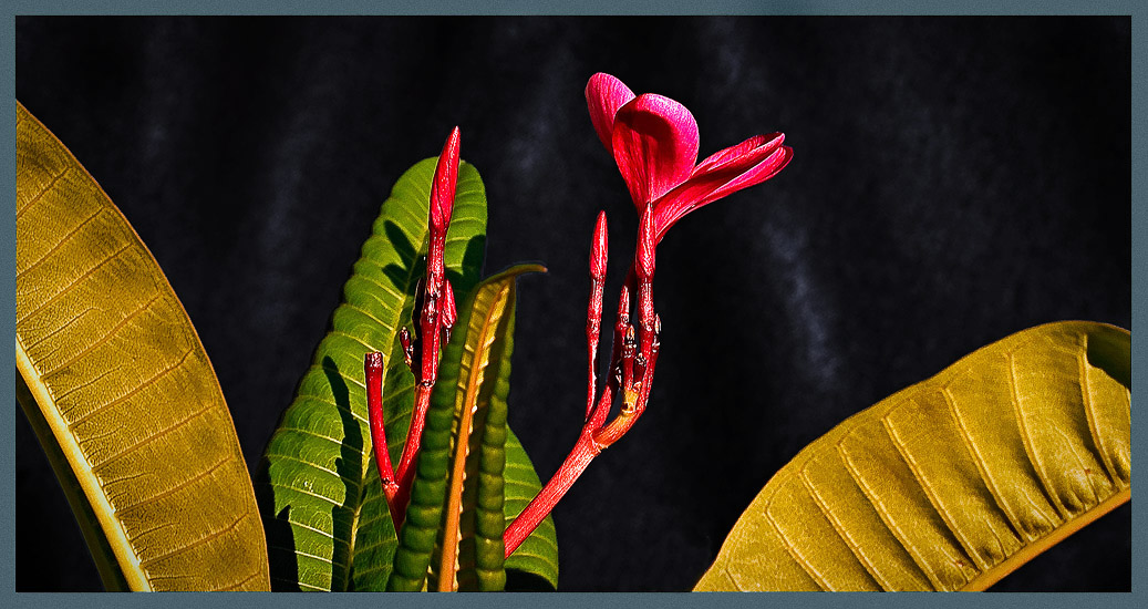 фото "Kaligula" метки: природа, цветы
