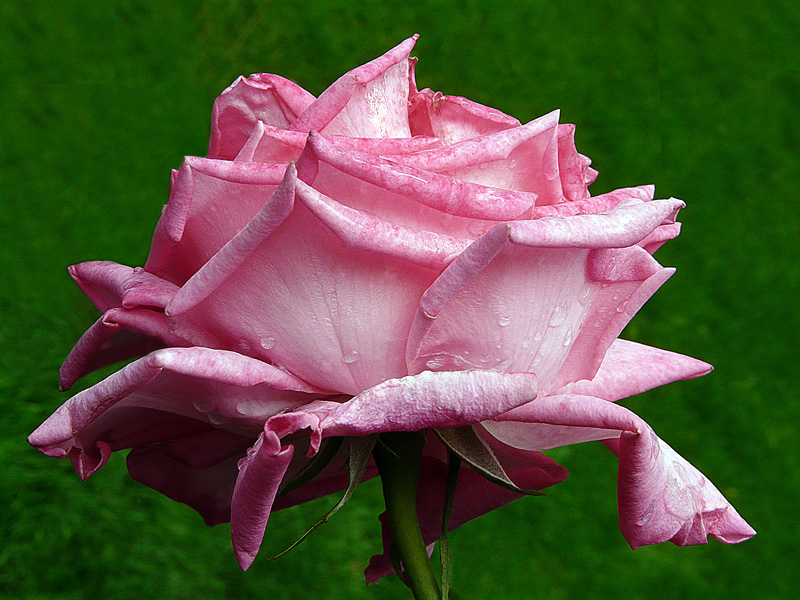 photo "Elegance" tags: nature, macro and close-up, flowers