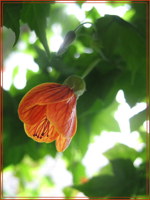 photo "*orange*" tags: nature, macro and close-up, flowers